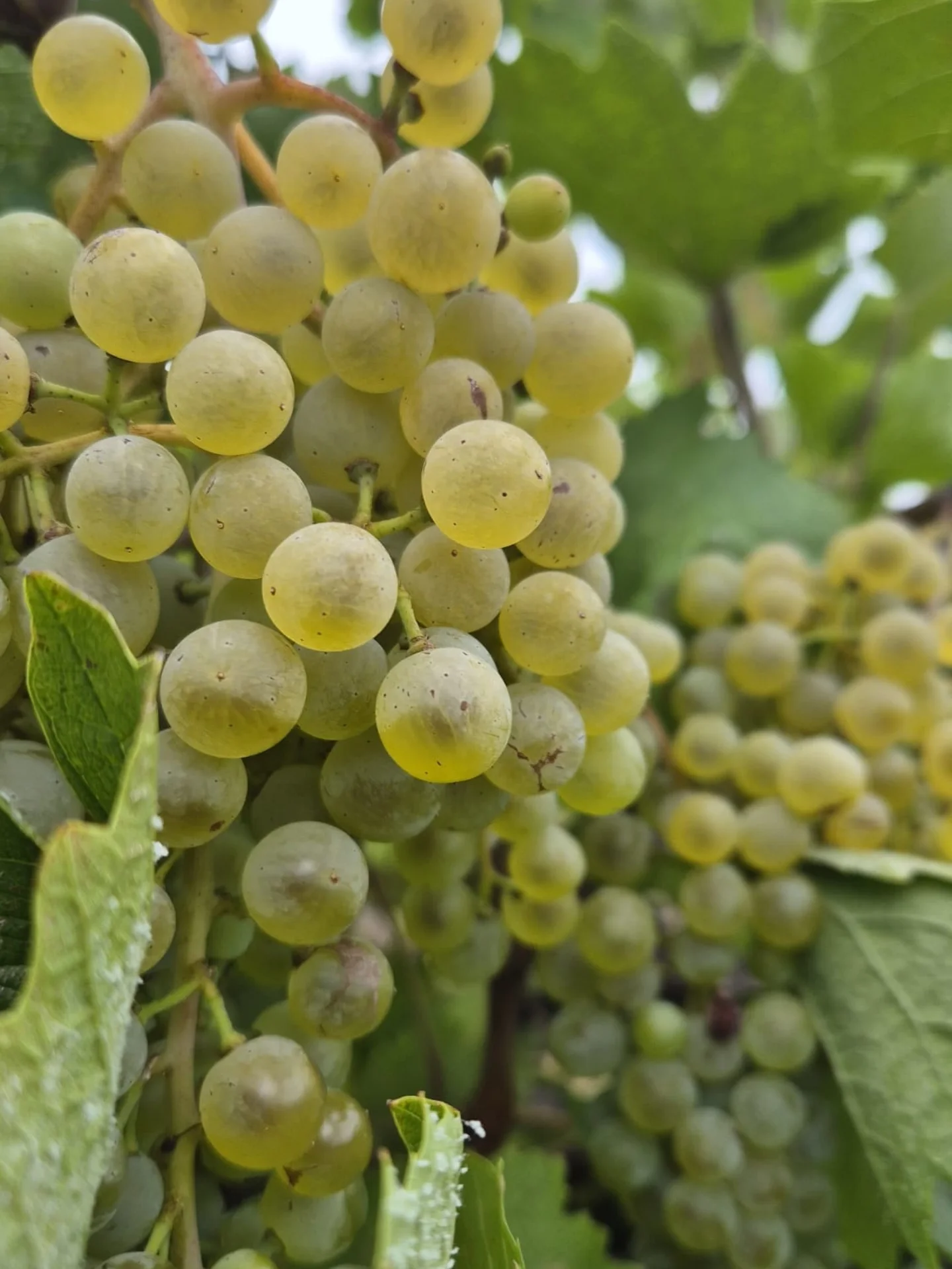 Vinarija Apatović – grožđe