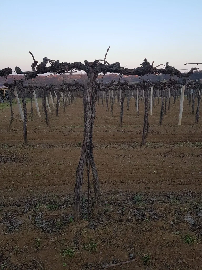 Vinarija Apatović – stari čokoti